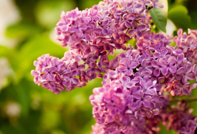 ​七年级生物上册教案一等奖