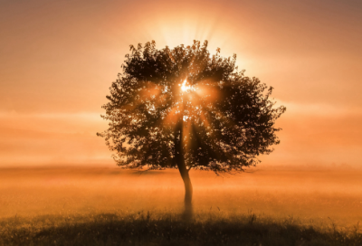 ​兔年的祝福语句(精选200句)