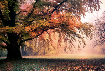 ​新年快乐祝福语 新年快乐祝福语四字(精选200句)