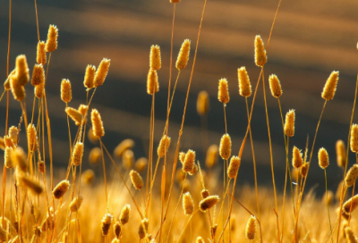 ​关于迎接新年跨年祝福语 关于虎的新年祝福语(精选150句)