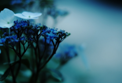 ​教师节同行的祝福语句精选156条