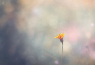 ​新年经典文案祝福语 领导新年祝福语(精选95句)