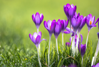 ​炫舞好听的宠物名字