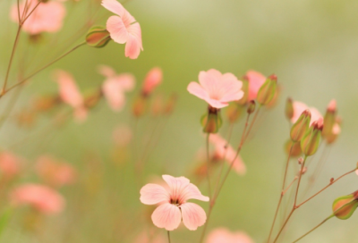 ​传奇家族名字