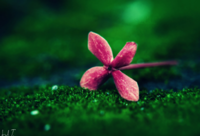 ​家族游戏名字