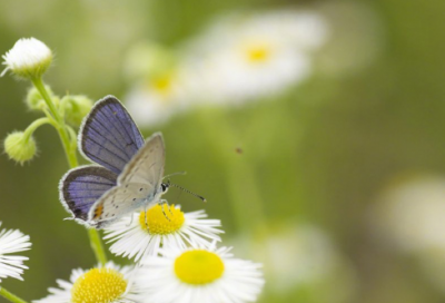 ​历史上好听的军团名字