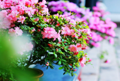 ​幼儿园谜语大全锦集3046个