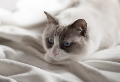 ​廉颇蔺相如列传全文翻译（廉颇蔺相如宽容的故事）