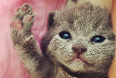 ​50个寓言故事及寓意简短（含人生哲理的寓言故事）