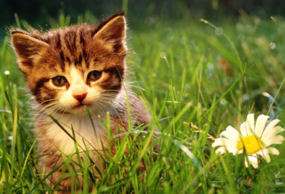 ​幼儿故事内容是什么（儿童故事主要内容摘要）