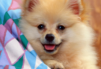 ​小班故事大全53个简短（简短故事小班一分钟）