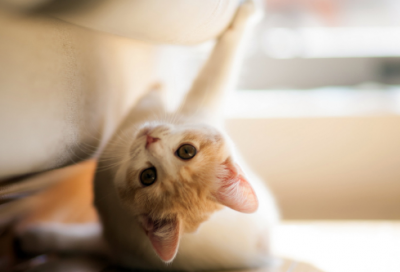 ​洛阳女儿对门居下句（民间小故事10则）