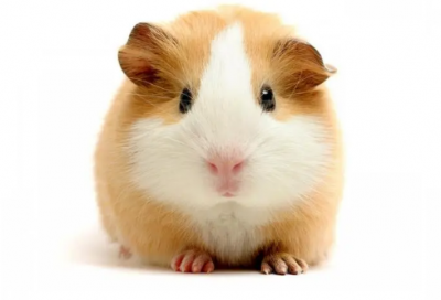 ​儿童睡前故事成语故事大全（宝宝必听的100个寓言故事）