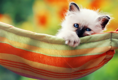 ​寓言成语故事有哪些（专心致志的成语故事简短大全）