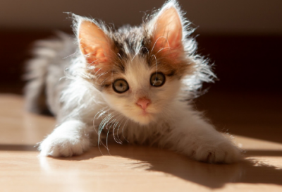 ​关于马的成语故事（关于马的成语故事精选）