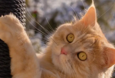 ​有关战争的成语故事（与战争有关的成语典故）