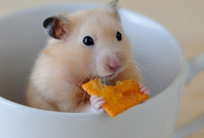 ​关于苏秦的故事（苏秦的故事简要概括）