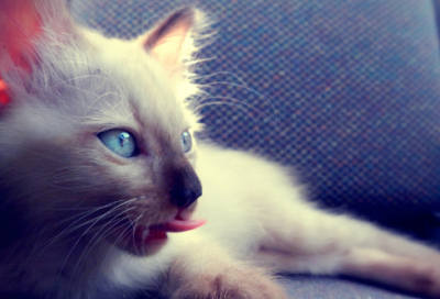 ​古代诗人朱熹的简介（关于朱熹的故事）