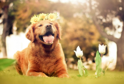 ​元宵节的来历故事（元宵节的历史典故）