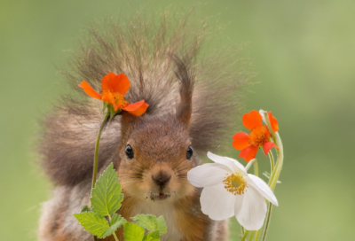 ​孔子故事简介（孔子的故事内容概括）