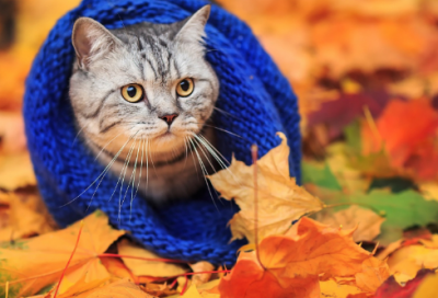 ​汤姆索亚历险记好段摘抄（故事名句摘抄及教人道理）