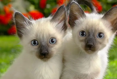 ​莫言获奖感言所讲的三个故事(莫言领奖发言词)