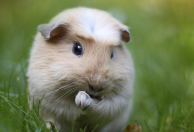 ​三字经小故事有哪些（三字经励志小故事大全）