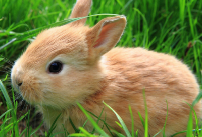 ​幼儿故事简短有趣（幼儿故事精选大全）