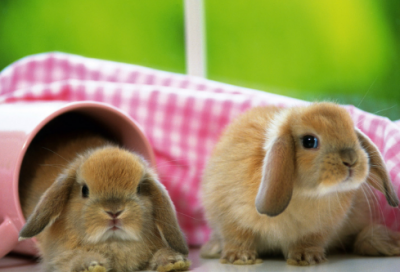 ​聊斋志异翻译（聊斋志异十大恐怖故事 ）