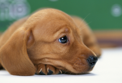 ​丑小鸭童话故事原文（丑小鸭原文在线阅读）