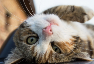 ​关于邓亚萍的故事（乒乓球明星的励志故事）