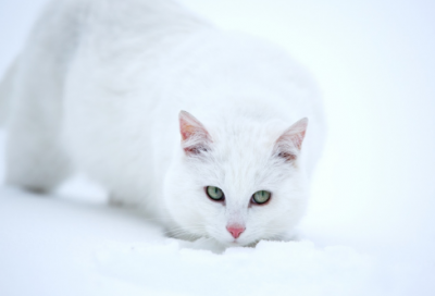 ​儿童故事文字版大全集文字版（适合儿童看的故事）