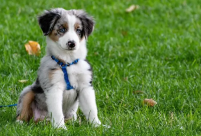 ​萧铣是谁（萧铣的故事赏析）