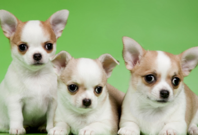 ​庖丁解牛原文及翻译（庖丁解牛的故事及寓意）