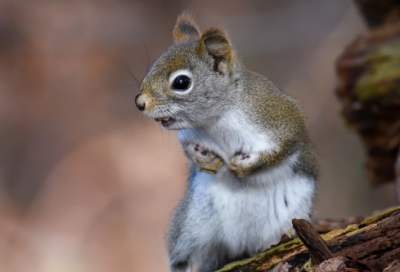 ​金羊毛的故事主要内容是什么（伊阿宋与金羊毛的故事简介）
