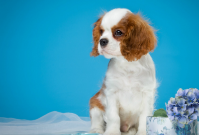 ​稻草人好词好句摘抄和感悟（稻草人故事内容及给人启示）