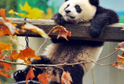 ​著名成语典故（中国最经典的成语故事）