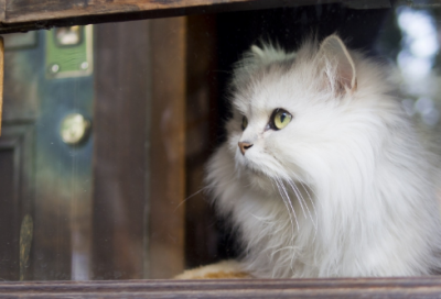 ​关于读书成语故事（关于读书的成语故事简短）