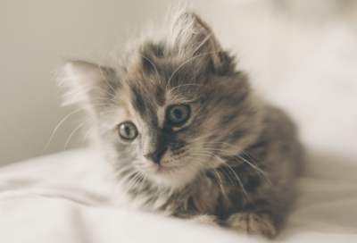 ​史记屈原贾生列传翻译（史记中屈原的故事原文翻译）