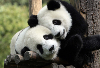 ​东山再起是谁的主人公（东山再起典故的故事）