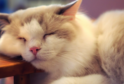 ​七夕故事传说简介（七夕由来及典故介绍）