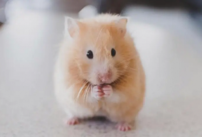 ​感动中国的故事有哪些（爱最为让人感动的故事范文）