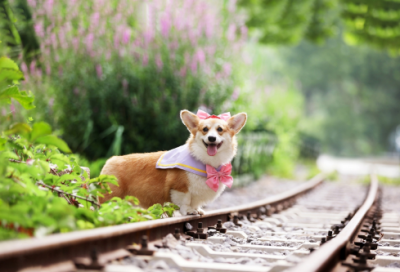 ​抗日英雄事迹有哪些（十大抗日英雄的故事）