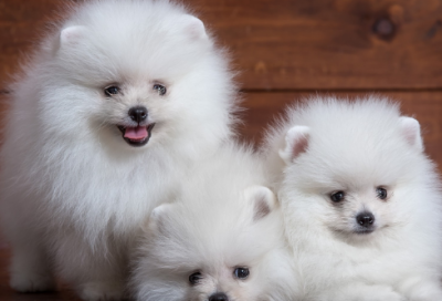 ​萧伯纳的故事简短（萧伯纳的励志故事）