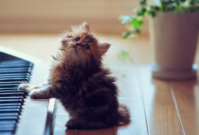 ​苏轼的故事励志故事(苏轼的故事正能量)