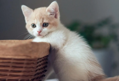 ​十大神话故事都有哪些（盘点中国经典神话故事）