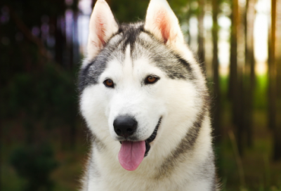 ​战国策简介故事（分享战国策摘抄及译文）