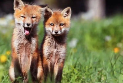 ​达尔文的故事的启发（达尔文的小故事简短）