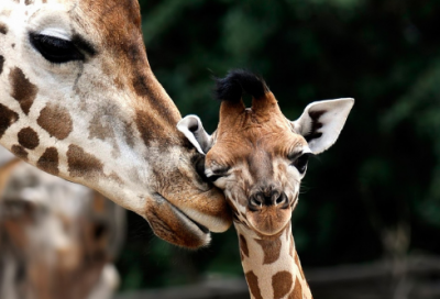 ​七夕节的故事有哪些（七夕节的神话故事分享）