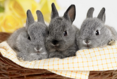 ​鸿门宴的故事简述（鸿门宴主要故事情节概括）